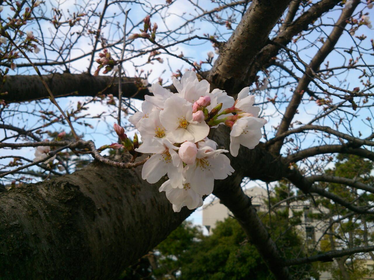 石屋川だより　１２