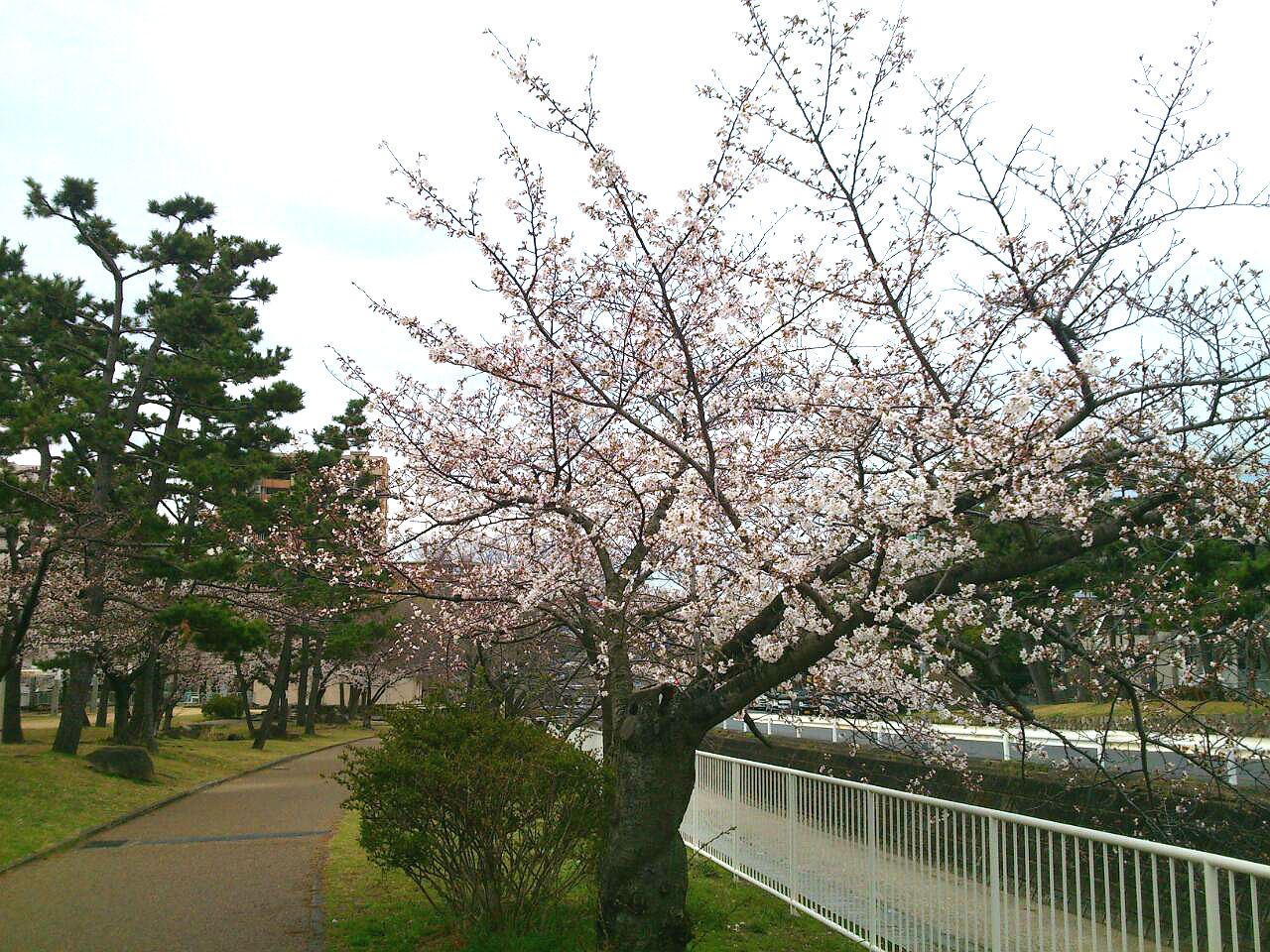 石屋川だより　１３