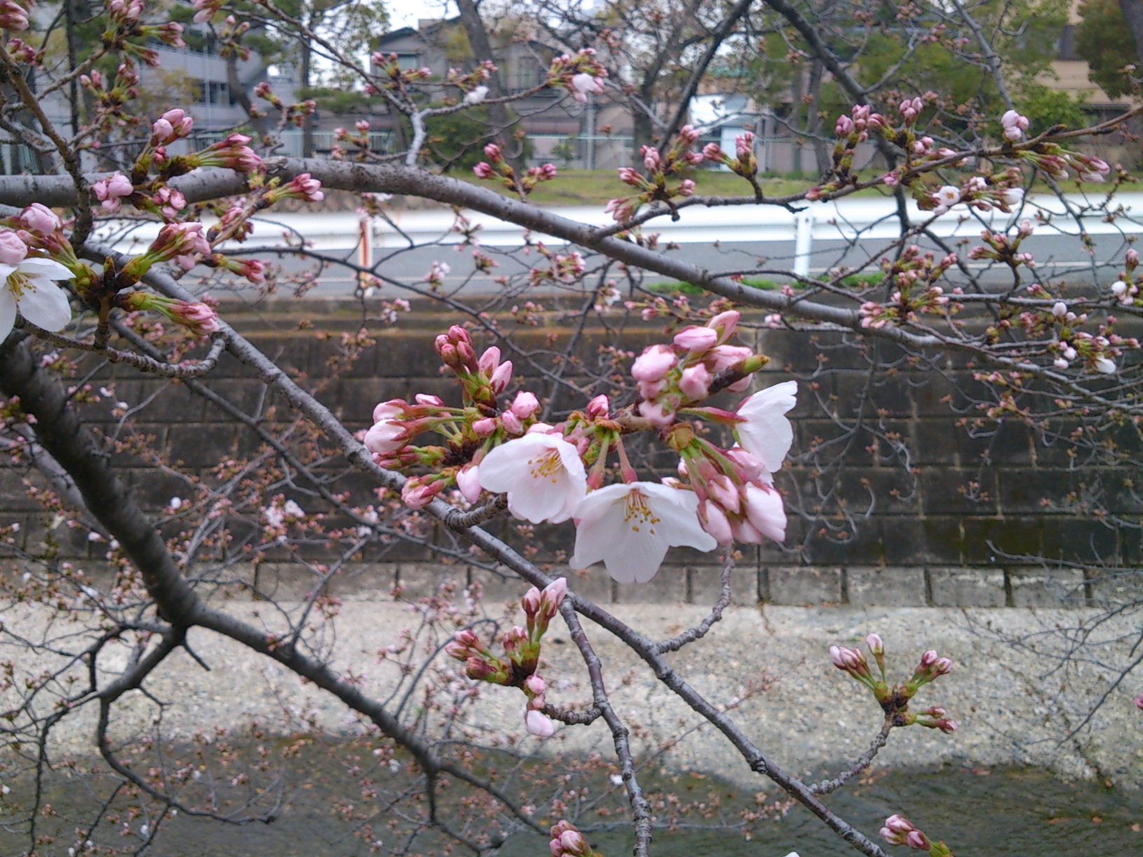 石屋川だより１９