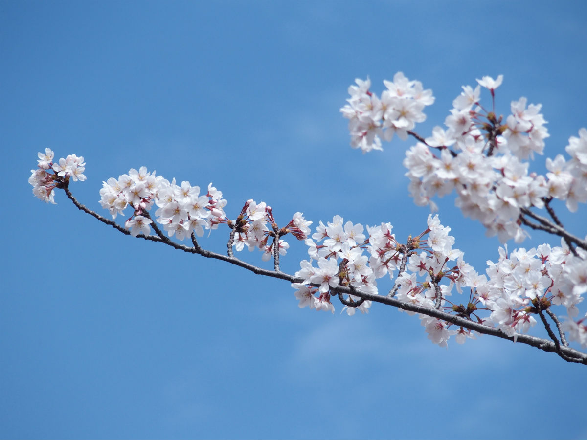 桜満開！