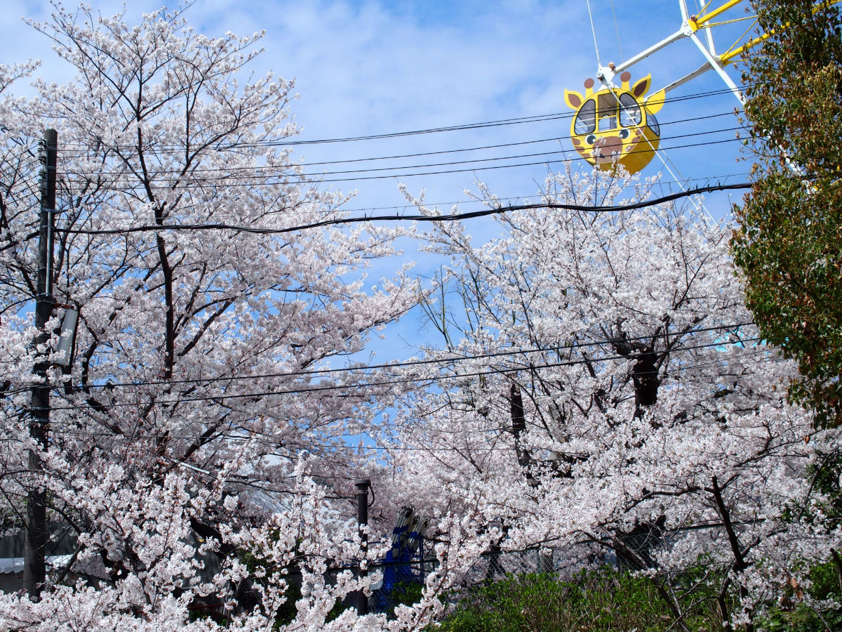 桜満開！