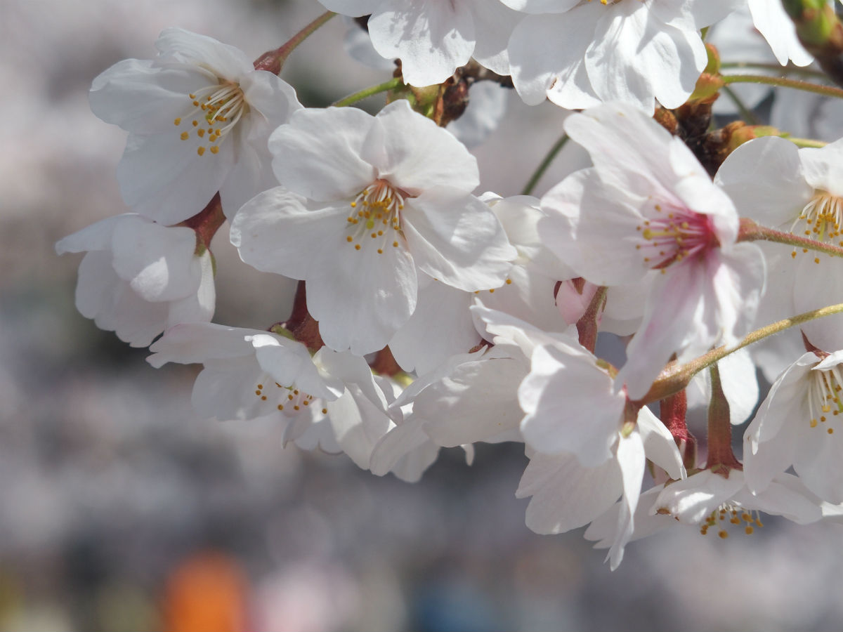 桜満開！