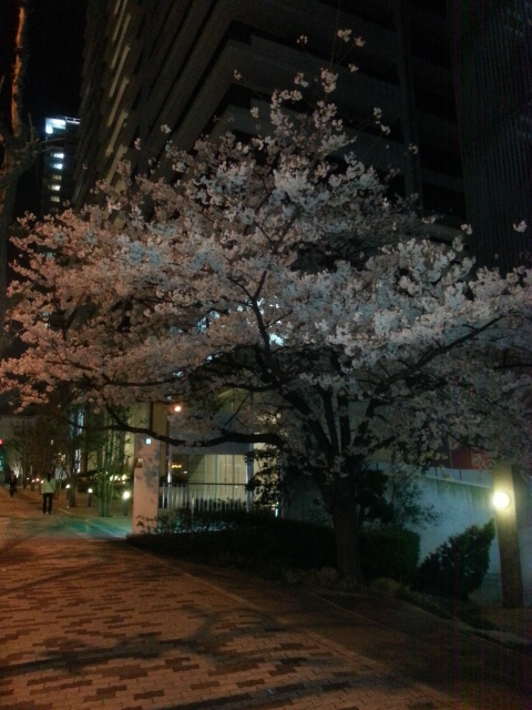 夜桜