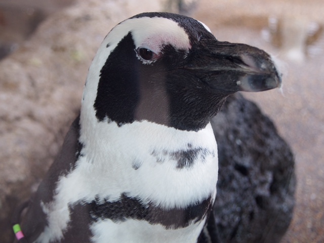 京都水族館●･ﾟ