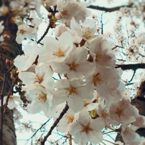 桜満開♪♪