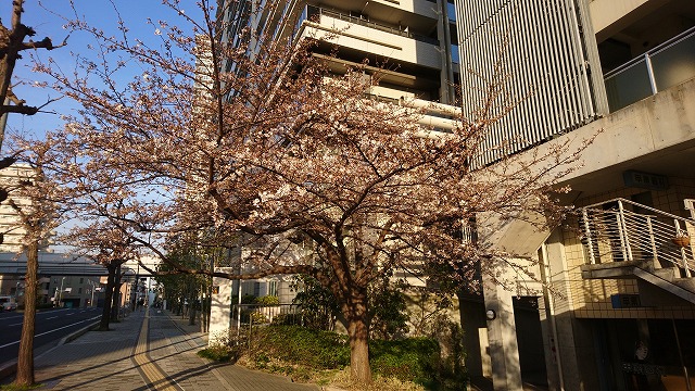 ☆桜開花状況☆