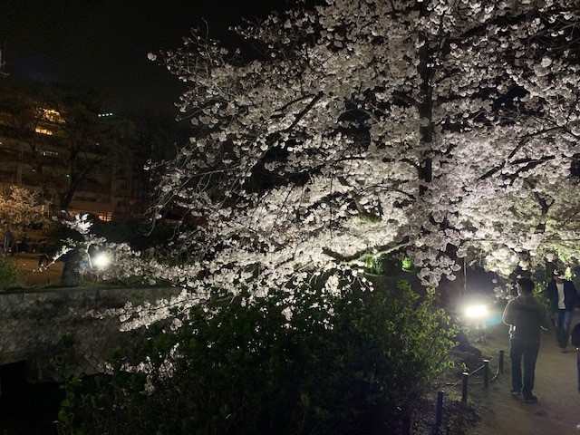 夜桜を見に行きました