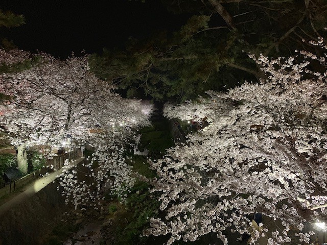 夜桜を見に行きました