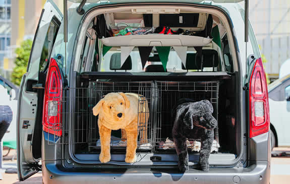 BERLINGO × Pets