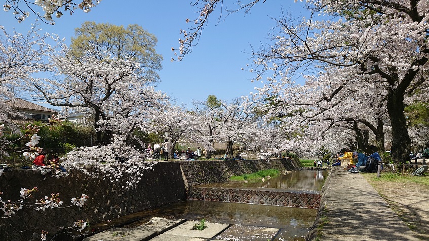 お花見日和！